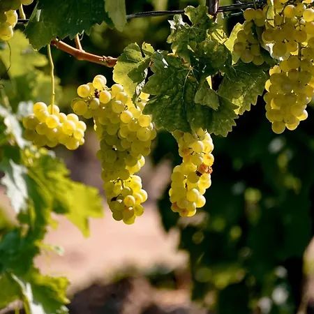 Wine Cattunar Отель