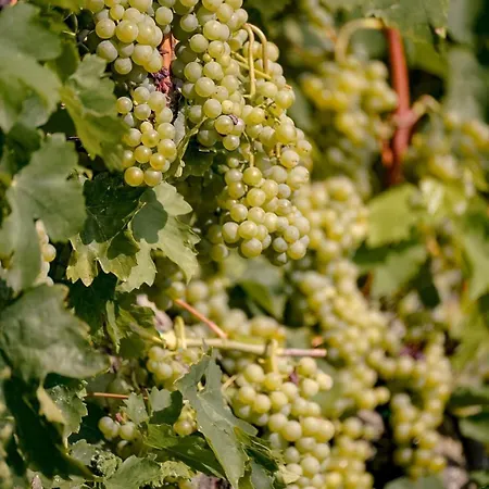 Wine Cattunar 5*