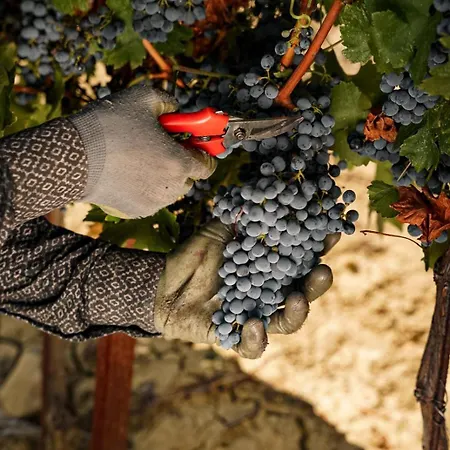 Wine Cattunar